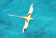 27th Feb 2011 - Golden Bosun Bird (Phaethon lepturus fulvus)