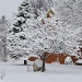 Snowy Tree by svestdonley