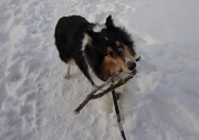 25th Feb 2011 - Miro the Dog DSC06270