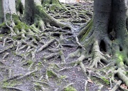 27th Feb 2011 - Roots