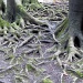Roots by dakotakid35
