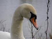 27th Feb 2011 - Swan