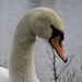 Swan by natsnell