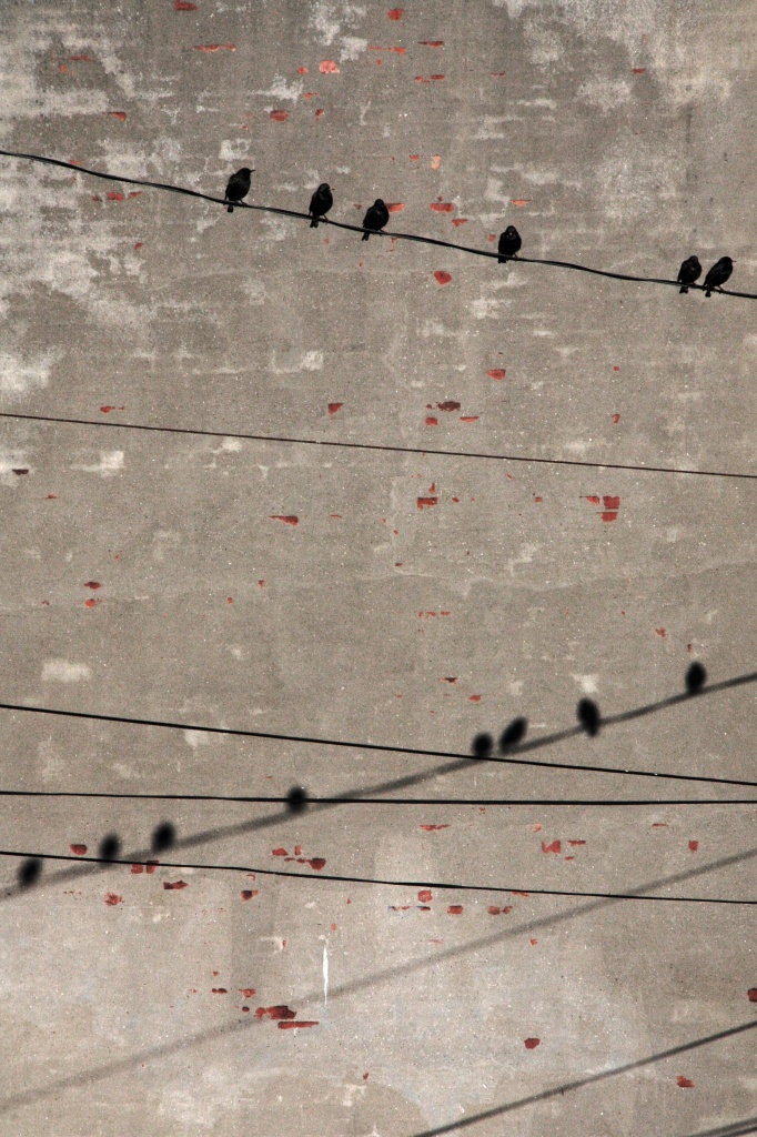 Birds on a wire. by jgoldrup