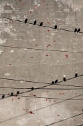 24th Feb 2011 - Birds on a wire.