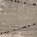 Birds on a wire. by jgoldrup