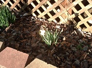 26th Feb 2011 - Daffodil Flower under porch 2.26