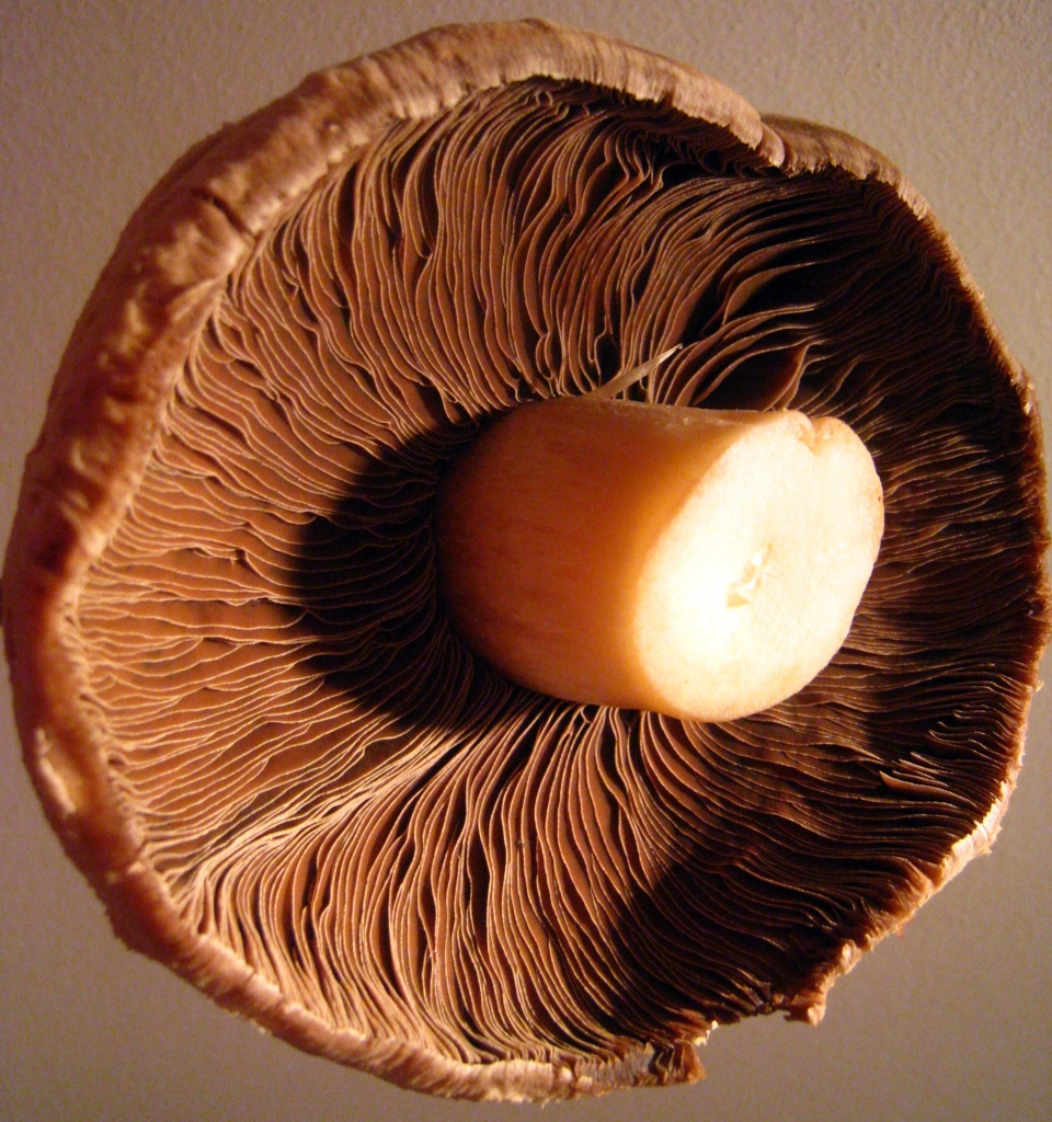 mushroom by sarahhorsfall