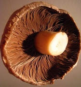 27th Feb 2011 - mushroom