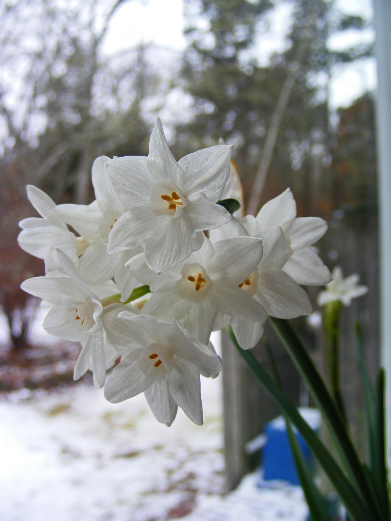 Paper Whites by lauriehiggins