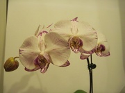 26th Feb 2011 - Orchid