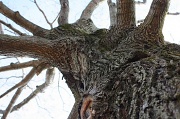 27th Feb 2011 - Tim Burton Tree
