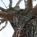 Tim Burton Tree by kerosene