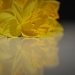daffodilia by miranda