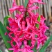 Hyacinth  by philbacon