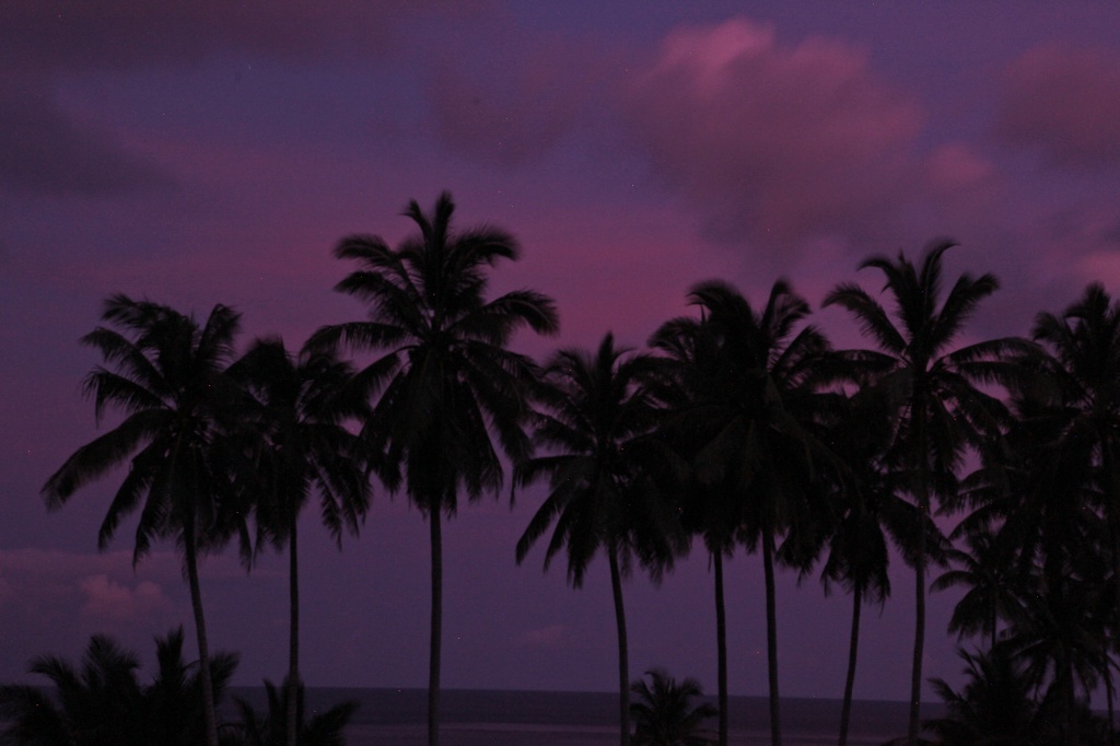 Purple - Alan's choice - palm trees after dark CI golf course by lbmcshutter