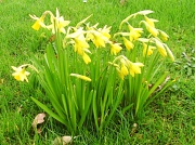 28th Feb 2011 - Daffodils