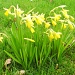 Daffodils by happypat
