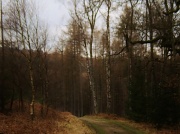 28th Feb 2011 - A walk in the woods.