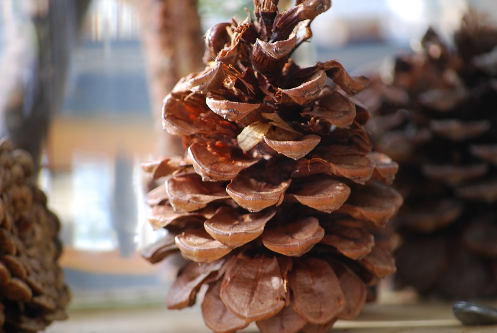 pinecones.... by earthbeone