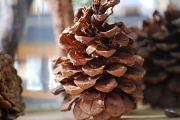 8th Dec 2009 - pinecones....