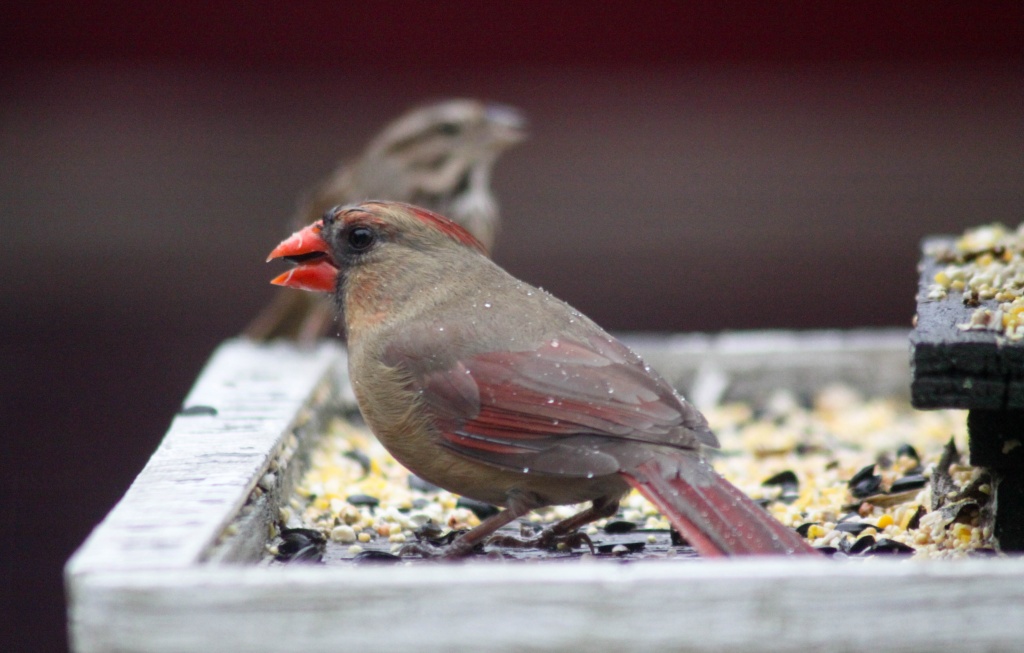 Hungry Wet Cardinal by jbritt