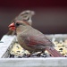 Hungry Wet Cardinal by jbritt