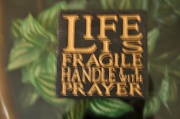 28th Feb 2011 - Life Is Fragile