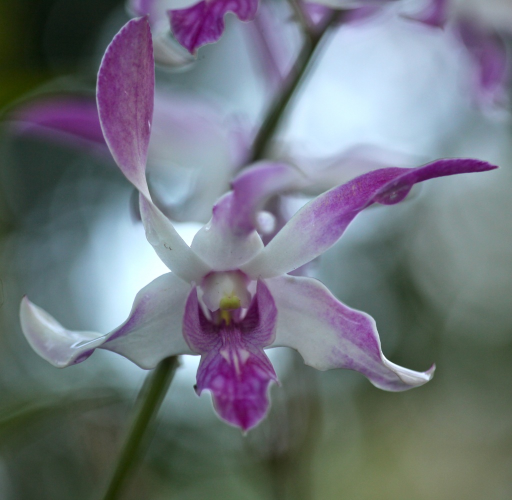 orchid by lbmcshutter