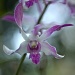 orchid by lbmcshutter