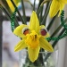 Charismatic Daffodil!!! by daffodill