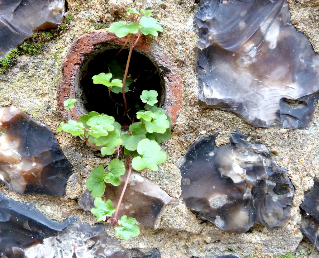 Plant in a drainpipe by dulciknit