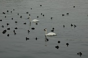 25th Feb 2011 - Geneva - the lake #2