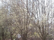 1st Mar 2011 - Pear Trees Across the Street 3.1.11