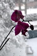 1st Mar 2011 - Orchids