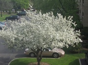 27th Feb 2011 - Tree in bloom