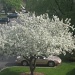 Tree in bloom by kchuk