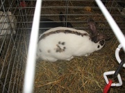 24th Feb 2011 - Another fair bunny