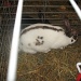 Another fair bunny by kchuk