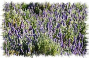 1st Mar 2011 - Lavender Fields for Ever.