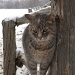 Jan 30 - cat by shteevie