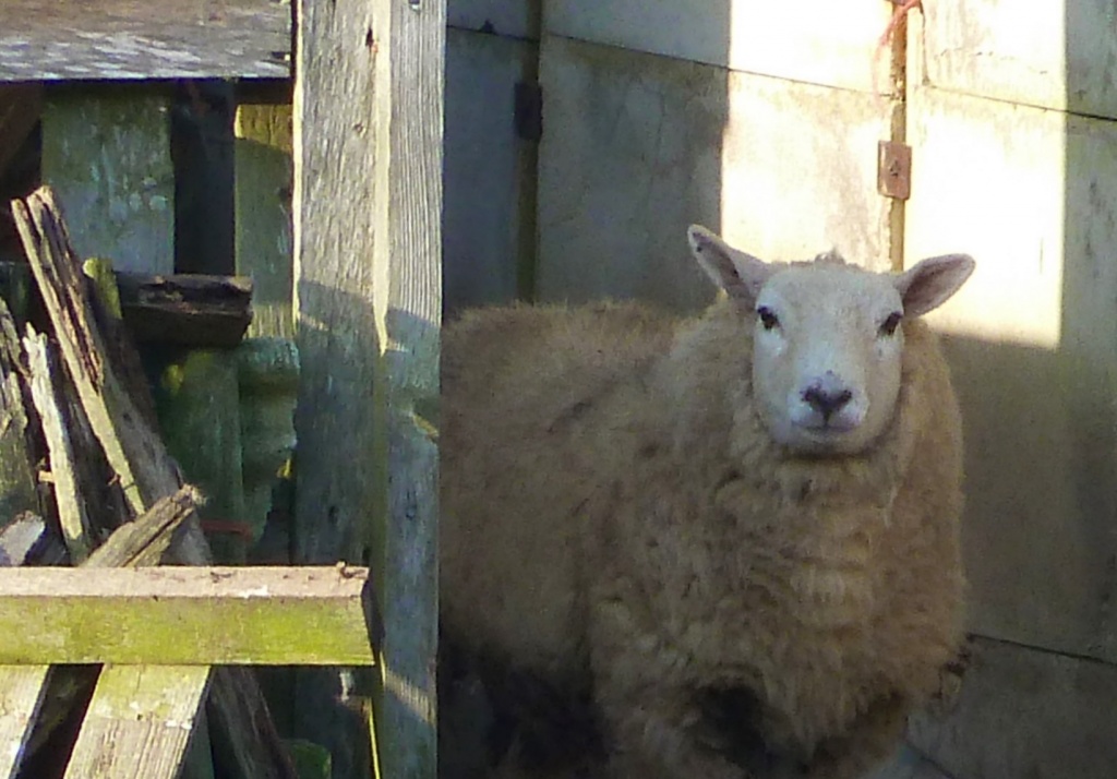 Sheep, shed, sun and shadow by dulciknit