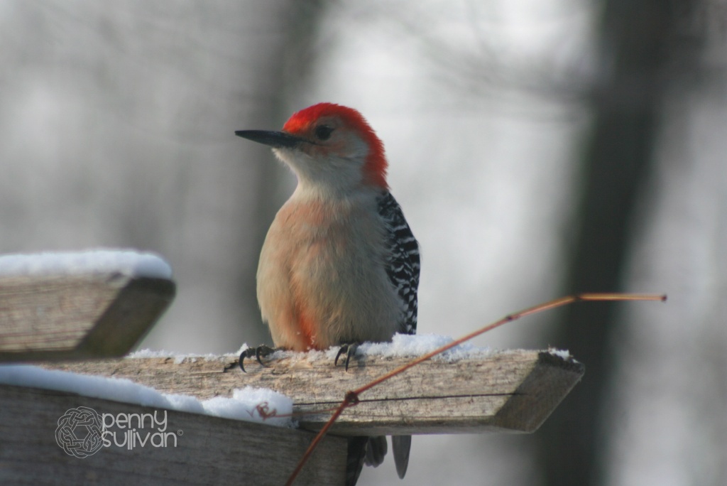 Red-bellied Woodpecker 058_307_2011 by pennyrae