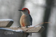 26th Feb 2011 - Red-bellied Woodpecker 058_307_2011