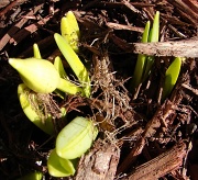 2nd Mar 2011 - has Spring sprung ?