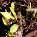 has Spring sprung ? by brillomick
