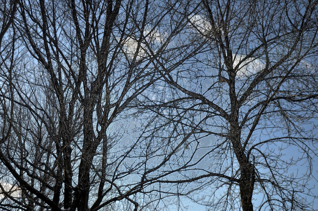 Winter Branches by cwarrior