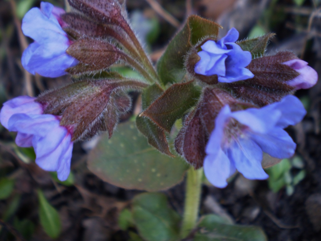 Pulmonaria ....common name Lungwort. by snowy