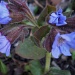 Pulmonaria ....common name Lungwort. by snowy