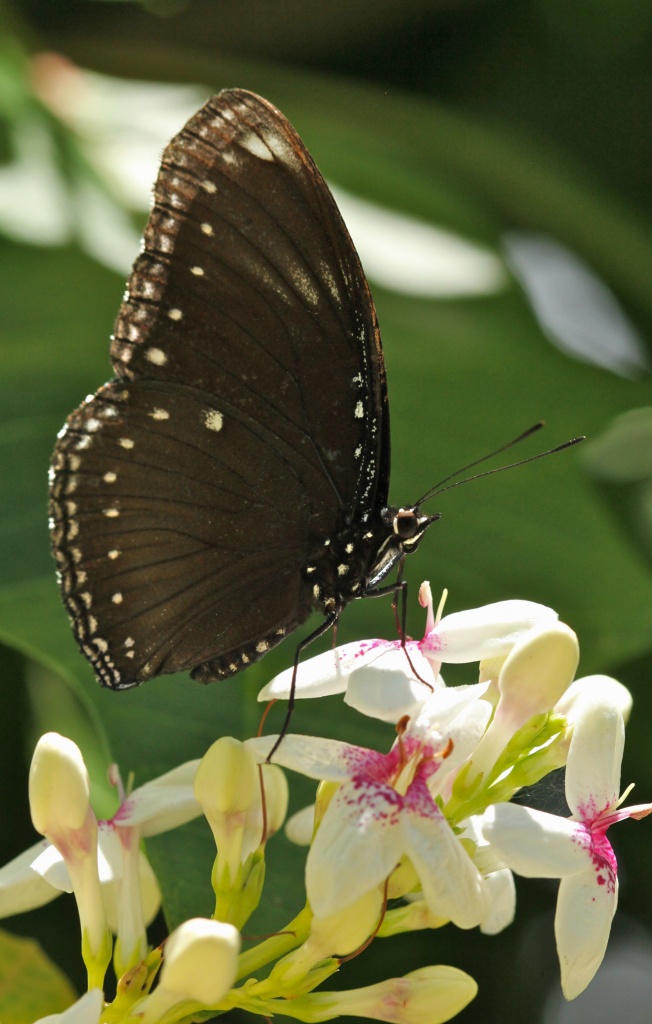 crow eggfly butterfly by lbmcshutter